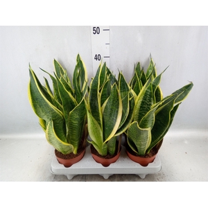 Sansevieria trifa. 'Futura Superba'