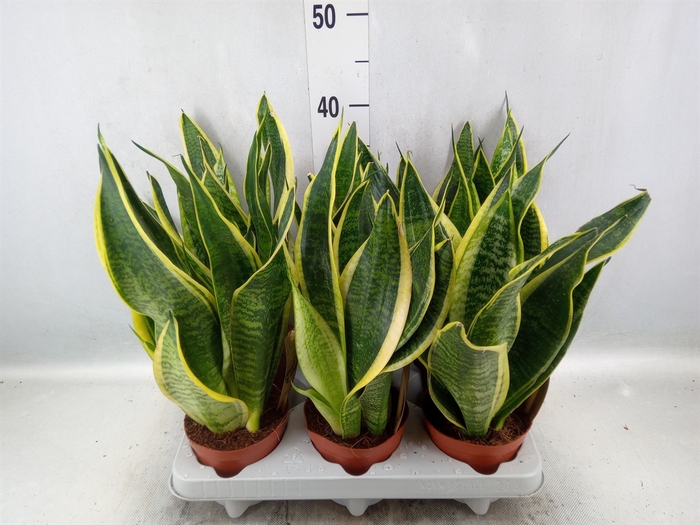 <h4>Sansevieria trifa. 'Futura Superba'</h4>