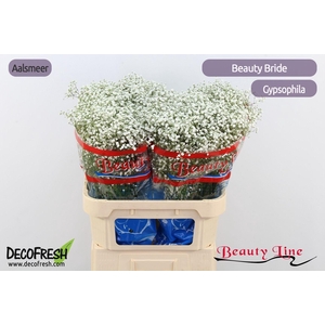 Gyps Pa Beauty Bride