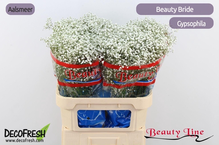 <h4>Gyps Pa Beauty Bride</h4>