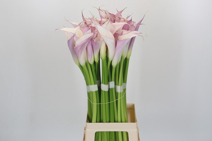 <h4>Zantedeschia Eydolls Purple White</h4>