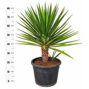 YUCCA