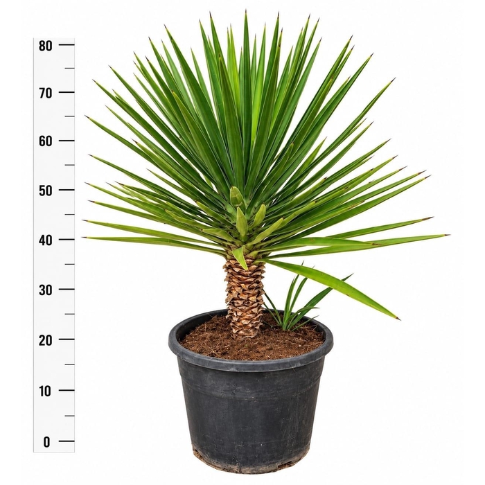 <h4>YUCCA</h4>