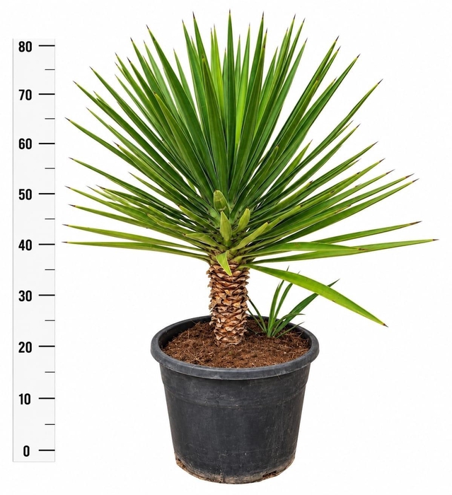 <h4>YUCCA</h4>