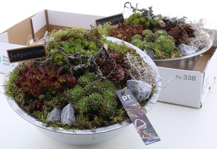 <h4>ARR SEMPERVIVUM</h4>