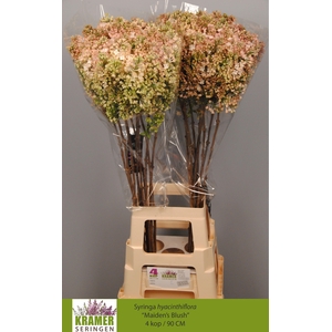 SYR HY MAIDENS BLUSH