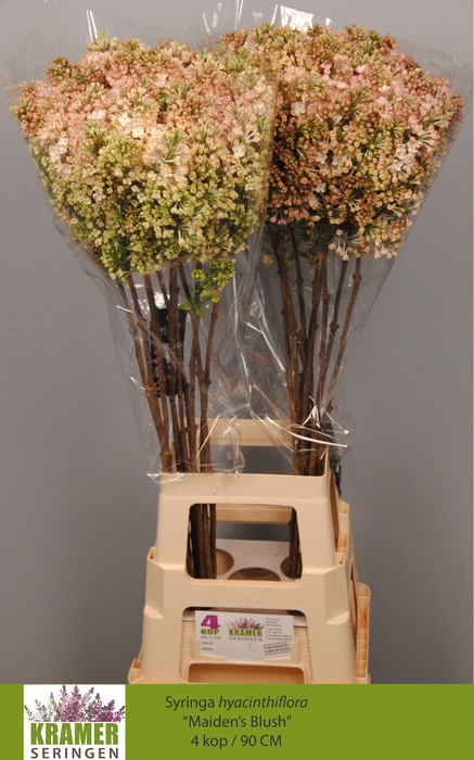 <h4>SYR HY MAIDENS BLUSH</h4>