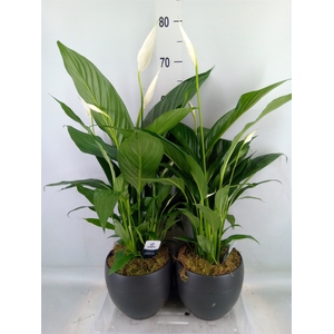 Spathiphyllum  'Bingo Cupido'