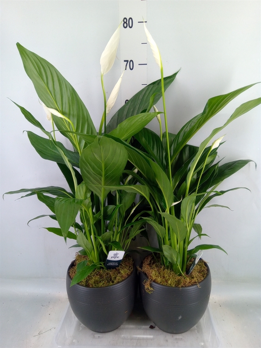 <h4>Spathiphyllum  'Bingo Cupido'</h4>