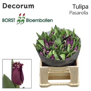 TU FR PASARELLA