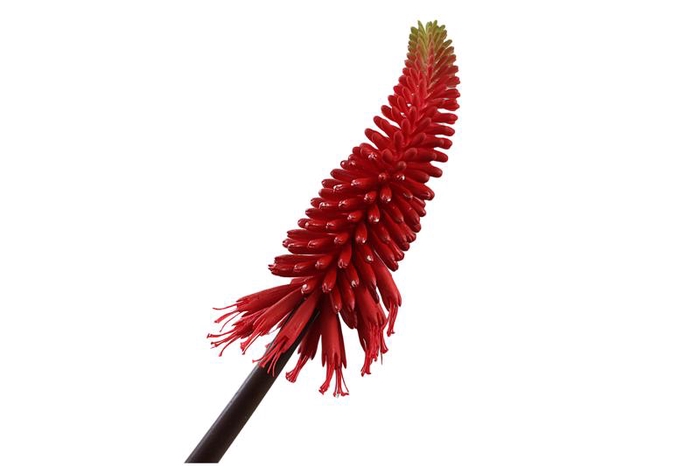 Kniphofia Red