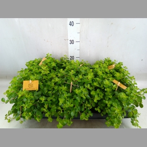 Peperomia rotundifolia