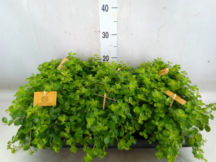 <h4>Peperomia rotundifolia</h4>