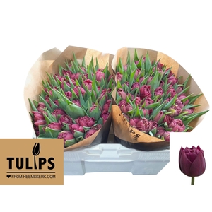 TU DU ALISON BRADLEY