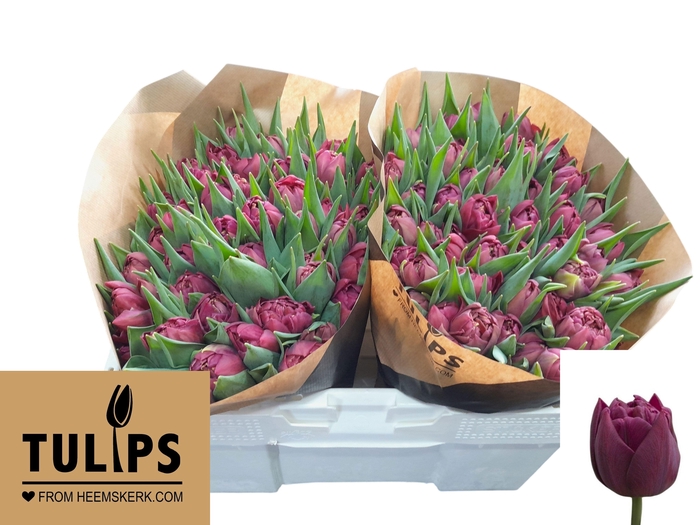 <h4>TU DU ALISON BRADLEY</h4>