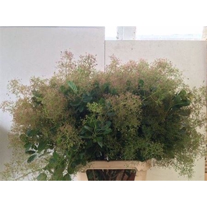 Cotinus C M Green Fountain