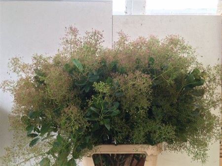 <h4>Cotinus C M Green Fountain</h4>