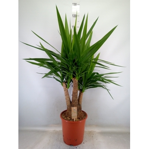 Yucca elephantipes   ...
