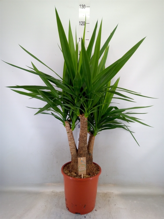 <h4>Yucca elephantipes   ...</h4>