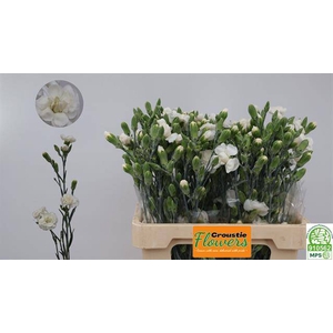 DI TR WHITE FLEURETT