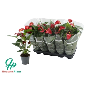 Anthurium Red Bull in Essentials sleeve