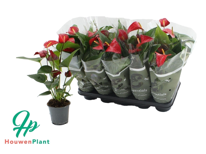 <h4>Anthurium Red Bull in Essentials sleeve</h4>