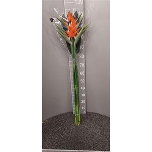 Strelitzia Reginae Naturale