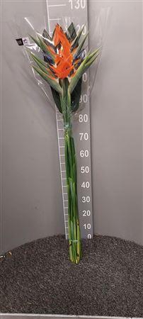 <h4>Strelitzia Reginae Naturale</h4>
