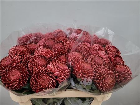 <h4>Chr G Bigoudi Red</h4>