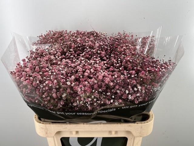 <h4>Gyps Klb H%</h4>