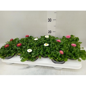 Bellis perennis   ...mix