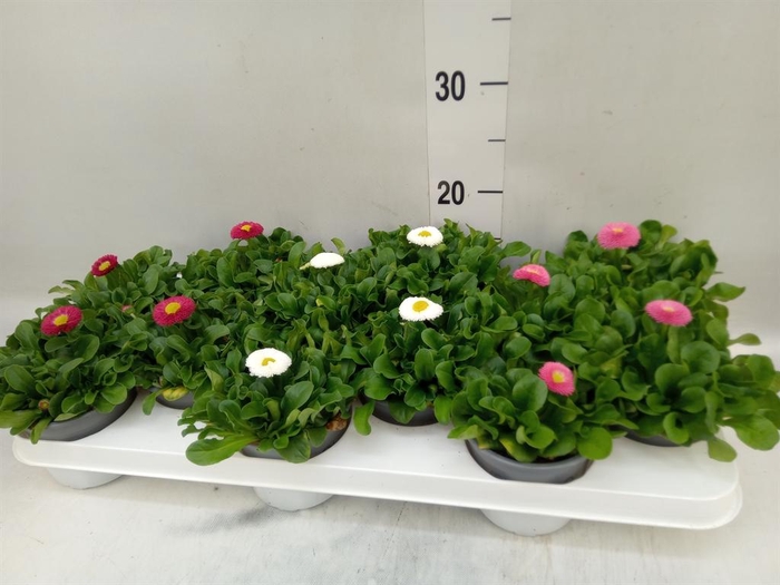 <h4>Bellis perennis   ...mix</h4>