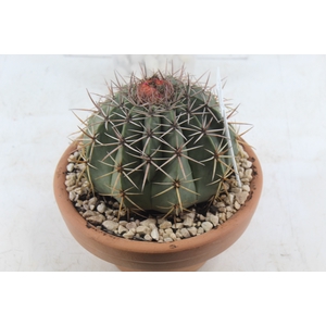 CACTUS CABECA FRADE VB4 MIN 20 CM