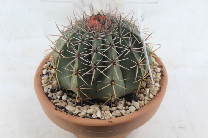 <h4>CACTUS CABECA FRADE VB4 MIN 20 CM</h4>