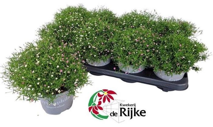 <h4>Gypsophila muralis   ...mix /pot</h4>