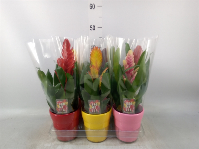 <h4>Vriesea   ...mix 6</h4>