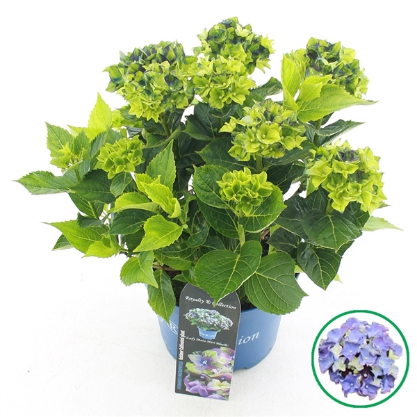<h4>Hydrangea macr. Royalty® 'Lady Mata Hari'® Blauw C5 (23cm.) Kn.</h4>