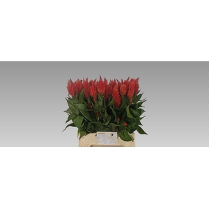 Celosia Kim Orange Bouwer