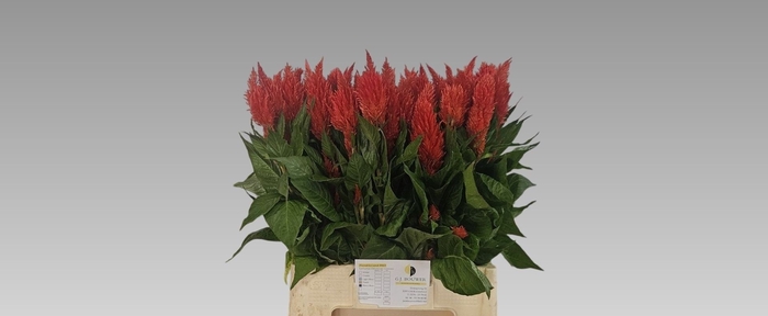 <h4>Celosia Kim Orange Bouwer</h4>