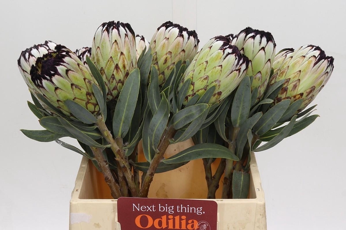 <h4>Protea Niobe</h4>