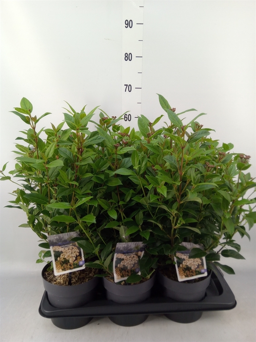 <h4>Viburnum tinus</h4>