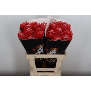 Nutan Wx Rood + Parelmoer