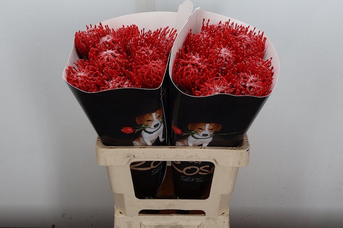 <h4>Nutan Wx Rood + Parelmoer</h4>