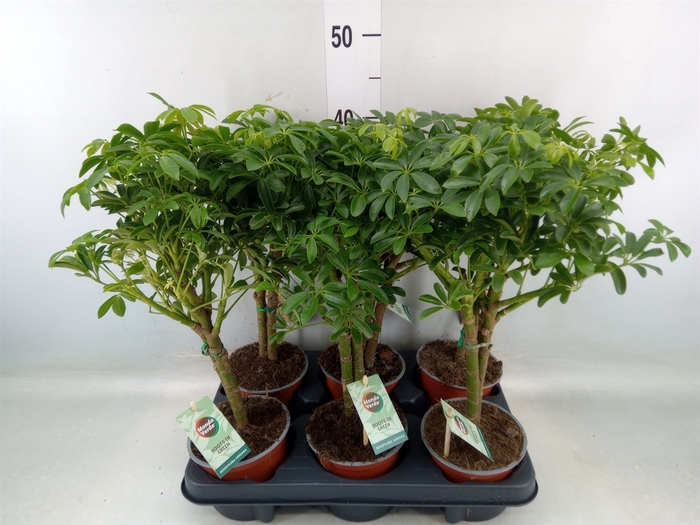 <h4>Schefflera arbor. 'Luseana'</h4>