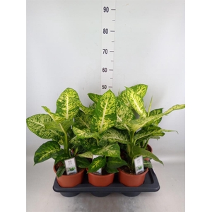 Dieffenbachia  'Mars'