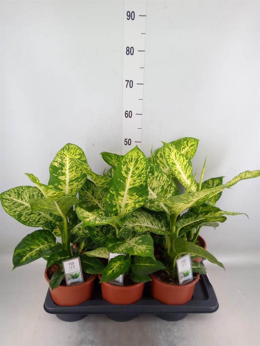 <h4>Dieffenbachia  'Mars'</h4>