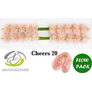 Anthurium Cheers