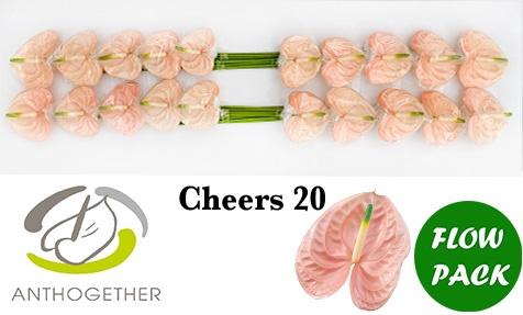 <h4>Anthurium Cheers</h4>