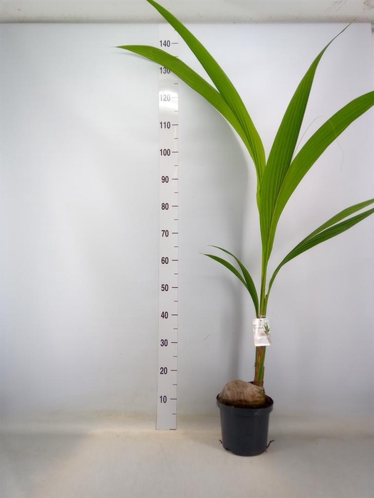 <h4>Cocos nucifera</h4>