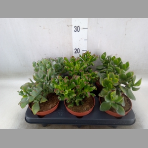 Crassula   ...mix